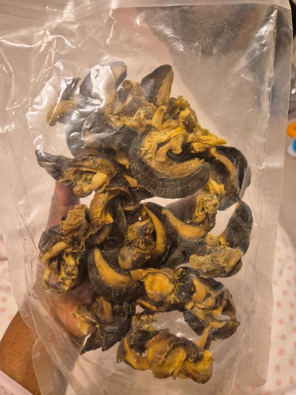 Dehydrated bush snail (3pcs Jumbo size)