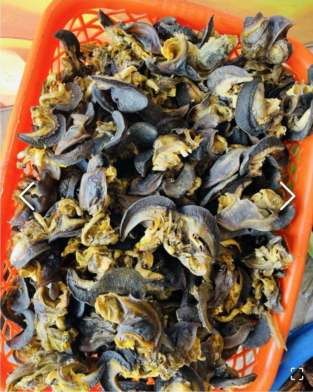 Dehydrated bush snail (3pcs Jumbo size)