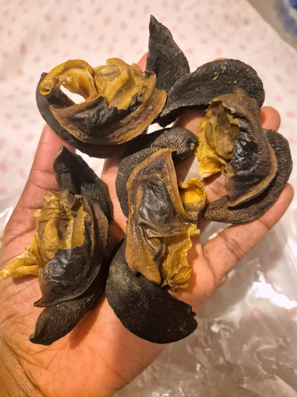Dehydrated bush snail (3pcs Jumbo size)